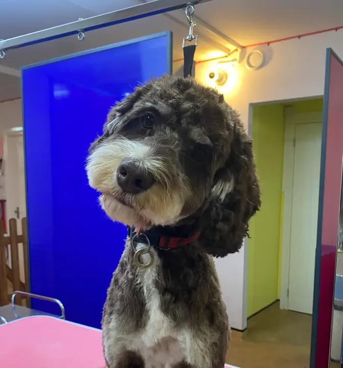10% Off Dog Groom